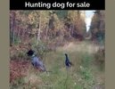 Hunting dog.jpg