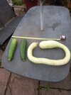 Courgette Sept 23-1.jpg