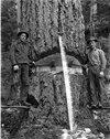 Two_loggers_on_springboards_with_felling_axes_and_crosscut_saw,_Snohomish_County,_ca_1913_(PI...jpeg