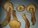 Mushies-4.jpg