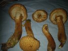 Mushies-5.jpg