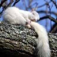 WhiteSquirrel
