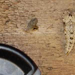 Larvae in loft