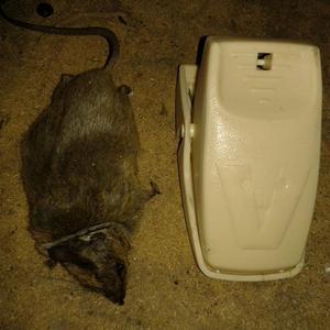 Mouse or Rat Caught
