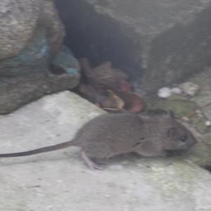 Rat or Mouse