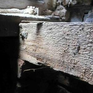 woodworm / rot?