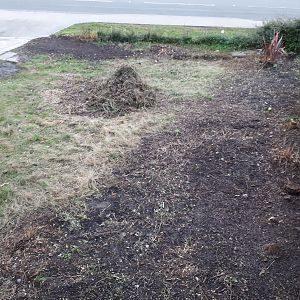front garden, during clearing