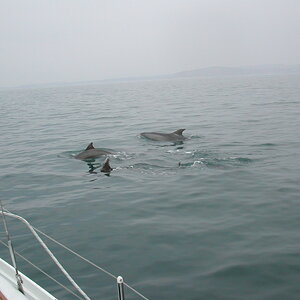 Dolphins 3 by boat.JPG
