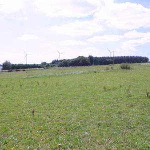Rear Field