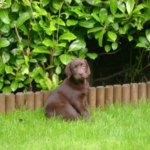 Our New Choc Lab (2007)