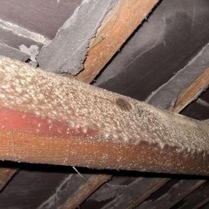Mould on the rafters