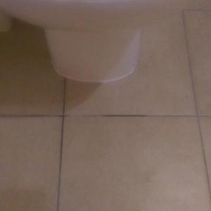 Toilet tile grout is wet