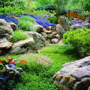 My dream for the rock garden - low colourful ground cover plants (and low maintenance!)